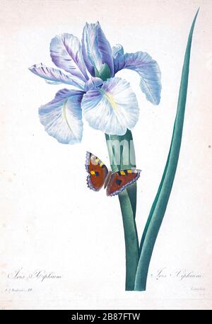 Handbemalte Gravurgravur der spanischen Iris (Iris xiphium) von Pierre-Joseph Redoute aus dem 19. Jahrhundert. Herausgegeben in Choix des Plus Belles Fleurs, Paris (186). Von Redouté, Pierre Joseph, 1759-1840.; Chapuis, Jean Baptiste.; Ernest Panckoucke.; Langois, Dr.; Bessin, R.; Victor, fl. CA. 1820-1850. Stockfoto