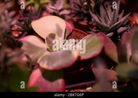 Bild der grünen dekorativen Blumen, die im Garten des Hauses gepflanzt werden Stockfoto