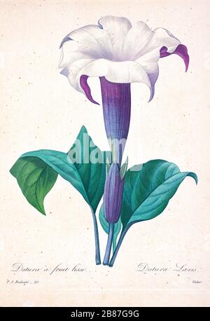 Handgemalte Gravurgravur des 19. Jahrhunderts illustriert ein Datura stramonium, [hier als Datura laevis] AKA Jimsonweed (Jimson Weed) oder Devil's Snare Flower, von Pierre-Joseph Redoute. Herausgegeben in Choix des Plus Belles Fleurs, Paris (186). Von Redouté, Pierre Joseph, 1759-1840.; Chapuis, Jean Baptiste.; Ernest Panckoucke.; Langois, Dr.; Bessin, R.; Victor, fl. CA. 1820-1850. Stockfoto