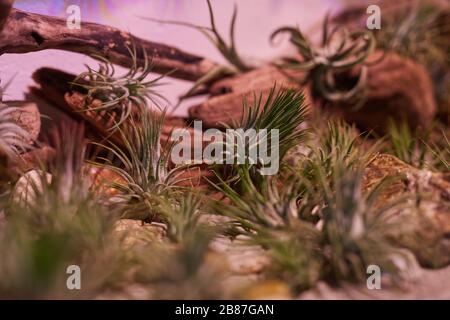 Bild von Wildpflanzen, die im Aquarium im Heimatgarten Pflanzen Stockfoto