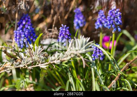 Schöne Traubenhyazinthen, Garten-Idylle im Frühjahr, Deutschland. Stockfoto