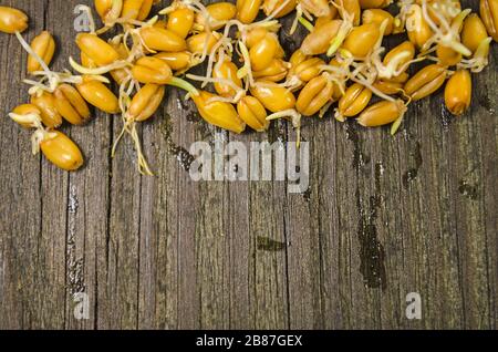 Frische Samen von gerouttem Weizen auf Holzbrett Stockfoto