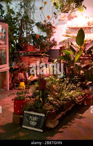 Bild des grünen Gartens mit dekorativen Pflanzen und Blumen im Raum Stockfoto