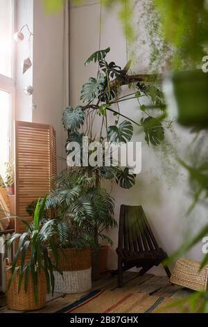 Bild von grünen, schönen Pflanzen, die in der Ecke des Raumes zu Hause wachsen Stockfoto