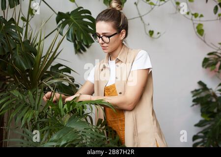 Junge Frau in Brillen, die sich um Blätter großer grüner Pflanzen im Heimatgarten kümmert Stockfoto
