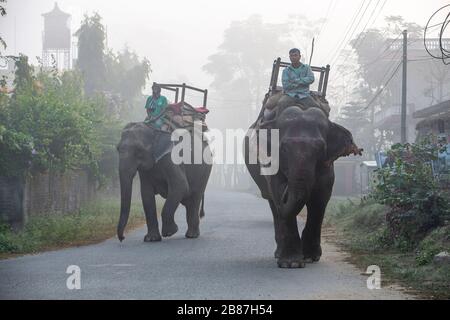 Reiten von Elefanten im Morgennebel, Chitwan, Nepal Stockfoto