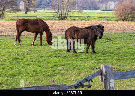 Zwei Pferde auf der Weide, lüneburgische Heide, Norddeutschland. Zwei Pferde auf der Weide, Lülebburger Heide, Norddeutschland. Stockfoto