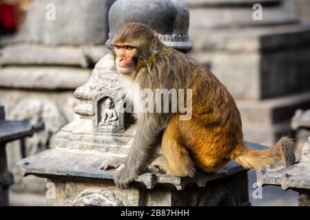 Makakenaffe in Swayambhunath Stupa alias Monkey Temple in Kathmandu, Nepal Stockfoto