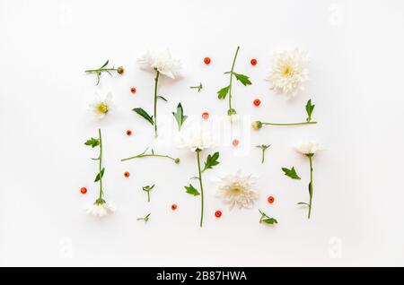 Chrysanthemumblumen, die in einem Quadrat mit roten Beeren angeordnet sind, die isoliert auf einem weißen grauen Hintergrund liegen. Draufsicht von oben, flache Lage. Stockfoto