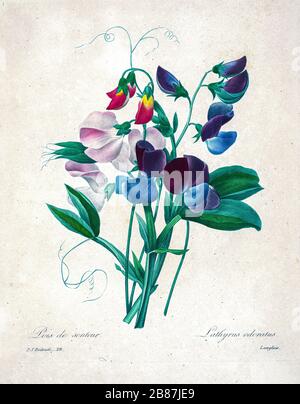 Handbemalte Gravurgravur der Blumen von Pierre-Joseph Redoute aus dem 19. Jahrhundert mit süßen Erbsen (Lathyrus odoratus). Herausgegeben in Choix des Plus Belles Fleurs, Paris (186). Von Redouté, Pierre Joseph, 1759-1840.; Chapuis, Jean Baptiste.; Ernest Panckoucke.; Langois, Dr.; Bessin, R.; Victor, fl. CA. 1820-1850. Stockfoto