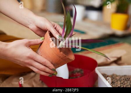 Nahaufnahme der Frau, die Topf mit junger Blume in ihren Händen hält, wird sie sie Pflanzen Stockfoto