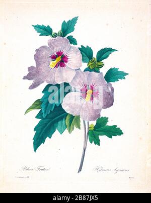 Handbemalte Gravurgravur aus dem 19. Jahrhundert illustriert eine blühende rosafarbene Hibiscus syriacus Blume von Pierre-Joseph Redoute. Herausgegeben in Choix des Plus Belles Fleurs, Paris (186). Von Redouté, Pierre Joseph, 1759-1840.; Chapuis, Jean Baptiste.; Ernest Panckoucke.; Langois, Dr.; Bessin, R.; Victor, fl. CA. 1820-1850. Stockfoto
