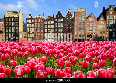 Lebhafte rosafarbene Tulpen mit Kanalhäusern von Amsterdam, Niederlande Stockfoto