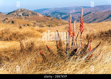 Blühende rote Aloe Vera in der schönen Landschaft von Eswatini, Afrika Stockfoto