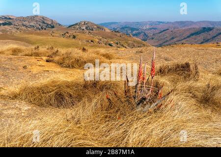 Blühende rote Aloe Vera in der schönen Landschaft von Eswatini, Afrika Stockfoto