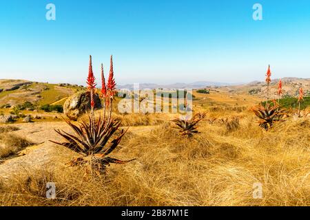 Blühende rote Aloe Vera in der schönen Landschaft von Eswatini, Afrika Stockfoto