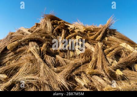 In Eswatini, Afrika, wurde viel für das Dach vorbereitet Stockfoto