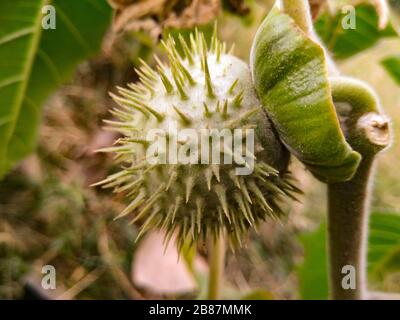 Ein Bild von Früchten im Garten Stockfoto