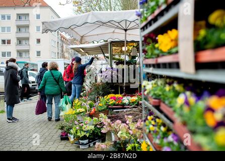 Hannover, Deutschland. März 2020. Auf dem Wochenmarkt am Stephansplatz kaufen die Menschen auf einem Blumenstand ein. Um die Versorgung der Bevölkerung auch während der Corona-Pandemie zu gewährleisten, finden weiterhin Wochenmärkte statt. Credit: Hauke-Christian Ditrich / dpa / Alamy Live News Stockfoto