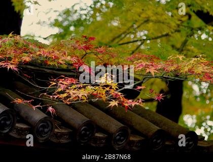 Marugawara-Dachziegel und AVE-Endziegel mit kreisförmigen Zieranhängern, die oben auf einer der Innengartenwände verwendet werden. Stockfoto