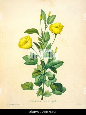 Handbemalte Gravurgravur aus dem 19. Jahrhundert illustriert eine Redutea-Heterophylla-Blume von Pierre-Joseph Redoute. Herausgegeben in Choix des Plus Belles Fleurs, Paris (186). Von Redouté, Pierre Joseph, 1759-1840.; Chapuis, Jean Baptiste.; Ernest Panckoucke.; Langois, Dr.; Bessin, R.; Victor, fl. CA. 1820-1850. Stockfoto