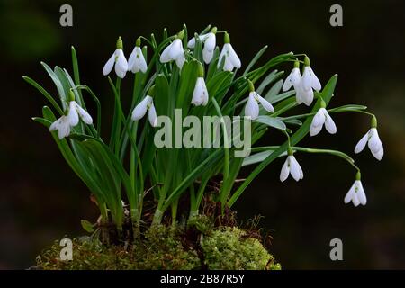 Cluster aus frühen Frühlingsblüten im Moos vor dunklem Hintergrund, Nahansicht Stockfoto