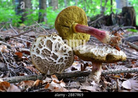 Diese Probe von Xerocomellus chrysenteron, früher bekannt als Boletus chrysenteron oder Xerocomus chrysenteron in natürlichem Lebensraum, ist auf allen Seiten sichtbar Stockfoto