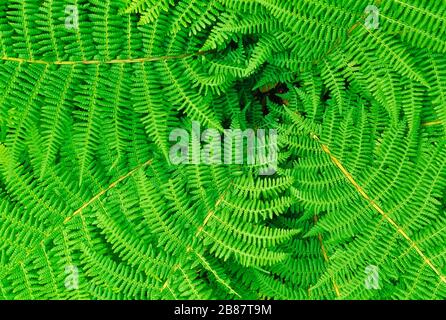 Guernsey. Pflanzen. Fern verlässt. Nahaufnahme des Gesamtdesigns. Stockfoto