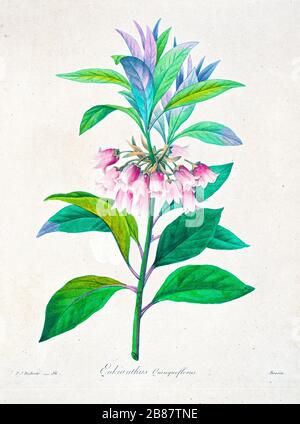 Handbemalte Gravurgravur aus dem 19. Jahrhundert illustriert einen Enkianthus quinqueflorus, die chinesische Neujahrsblume von Pierre-Joseph Redoute. Herausgegeben in Choix des Plus Belles Fleurs, Paris (186). Von Redouté, Pierre Joseph, 1759-1840.; Chapuis, Jean Baptiste.; Ernest Panckoucke.; Langois, Dr.; Bessin, R.; Victor, fl. CA. 1820-1850. Stockfoto