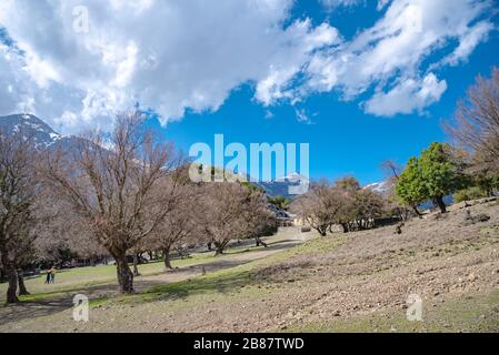 Rouvas Wald auf dem Berg Psiloritis, mit Bächen und farbenfrohen Plantagen im Frühling, auf Crete, Griechenland Stockfoto