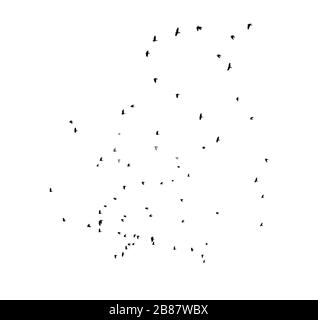 Vogelherde, die in den Himmel fliegen. Schwarze Silhouetten isoliert auf weißem Hintergrund. Satz ausgeschnittener Formen oder Grafikelemente. Stockfoto
