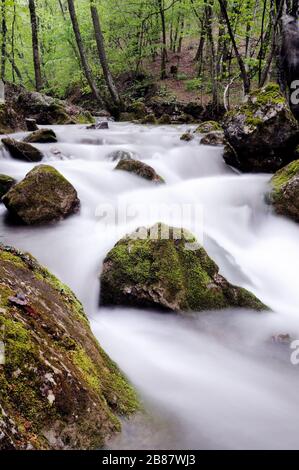 Der kleine Bach fließt mit Wasserfall und mosigen Steinen herum. Umgestürzter Baum liegt über dem Wasser Stockfoto