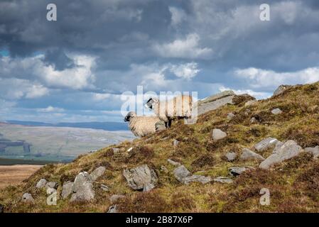 Lancaster, Lancashire, Großbritannien. März 2020. Zwei Schafe bei schönem Wetter in Bowland Knotts, Forest of Bowland in der Nähe von Lancaster, Lancashire. Kredit: John Eveson/Alamy Live News Stockfoto