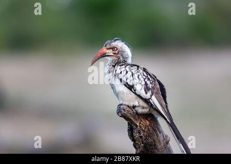 Südafrikanisches Gelb hat Hornbill auf einem isolierten Porträt sitzend in Rechnung gestellt Stockfoto