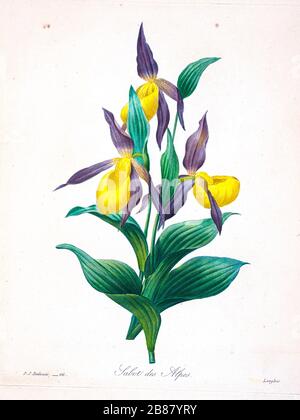 Handgemalte Gravurgravur aus dem 19. Jahrhundert illustriert Cypripedium Calceolus, Sabot des Alpen, Lady-Slipper, Damenschlitter-Orchidee von Pierre-Joseph Redoute. Herausgegeben in Choix des Plus Belles Fleurs, Paris (186). Von Redouté, Pierre Joseph, 1759-1840.; Chapuis, Jean Baptiste.; Ernest Panckoucke.; Langois, Dr.; Bessin, R.; Victor, fl. CA. 1820-1850. Stockfoto