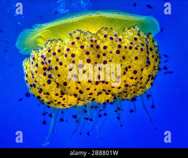 Mediterranean Fried Egg Quallen (Phacellophora camtschatica) unter Wasser tauchen auf Gozo Island, Malta. Stockfoto