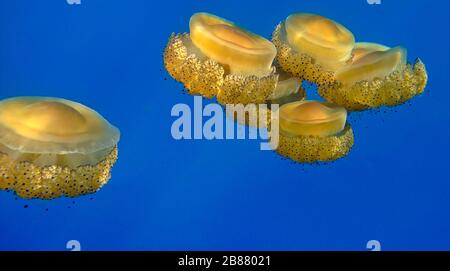 Mediterranean Fried Egg Quallen (Phacellophora camtschatica) unter Wasser tauchen auf Gozo Island, Malta. Stockfoto