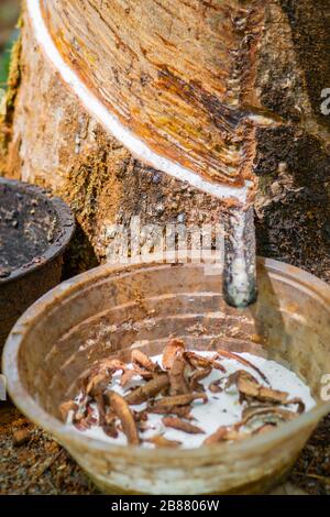 Weißer Latex aus Gummibaum, der in Plastikbechern in Thailand schwimmt. Baumstamm ist im Fokus der Kamera Stockfoto