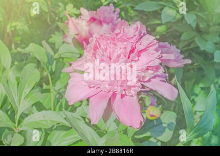 Rosafarbene, pfirstige Blumen in weichem Weichzeichnungsstil. Schöne pinkfarbene Ponys auf dem Feld Stockfoto