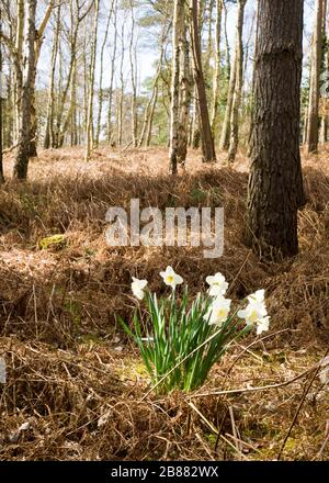 Narzissen wachsen im Wald auf dem Sandringham Estate, Norfolk, Großbritannien Stockfoto