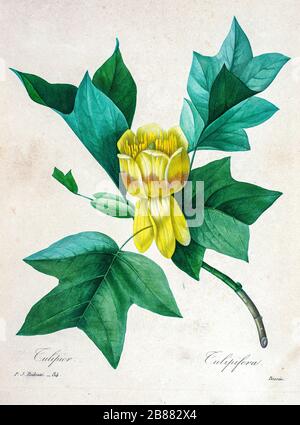 Handbemalte Gravurgravur aus dem 19. Jahrhundert illustriert eine Blume der Liriodendron-Tulipifera (Tulpenbaum) von Pierre-Joseph Redoute. Herausgegeben in Choix des Plus Belles Fleurs, Paris (186). Von Redouté, Pierre Joseph, 1759-1840.; Chapuis, Jean Baptiste.; Ernest Panckoucke.; Langois, Dr.; Bessin, R.; Victor, fl. CA. 1820-1850. Stockfoto