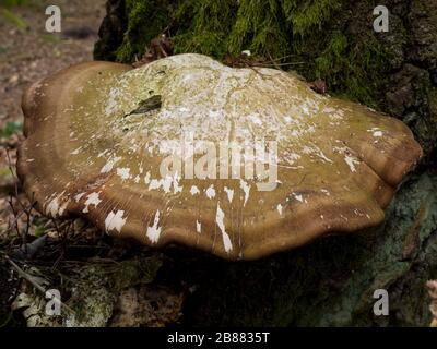 Birkenhalspilz (Piptoporus betulinus) in den Gehölzen auf dem Sandringham Estate, Norfolk, Großbritannien gefunden Stockfoto