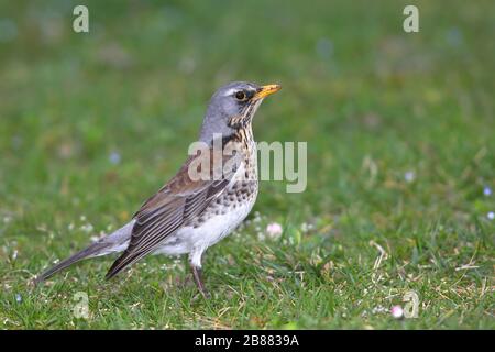 Feldtarif (Turdus pilaris) steht in einer Wiese, Biebrich Castle Park, Hessen, Deutschland Stockfoto