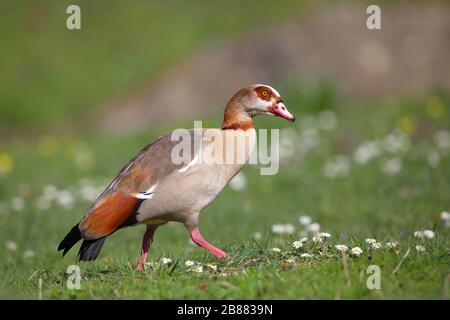 Ägyptische Gans (Alopochen aegyptiacus) steht im Gras mit gemeiner Gänseblümchen (Bellis perennis), Palastgärten Biebrich, Wiesbaden, Hessen, Deutschland Stockfoto