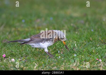 Fieldfare (Turdus pilaris) zieht Regenwurm vom Boden, Biebrich Castle Park, Hessen, Deutschland Stockfoto