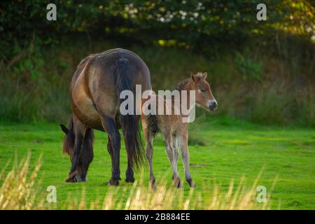 Exmoor-Ponys (Equus caballus), Stute mit Fohlen, Exmoor-Nationalpark, England Stockfoto