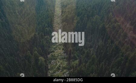 Untere Ansicht der Baumgrenze von einer Seilbahn, die einen kanadischen Berg hinauf zieht Stockfoto