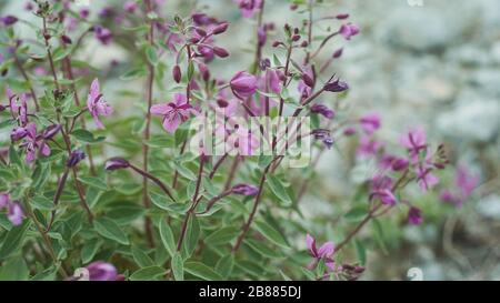 Nahaufnahme von blühenden Fumarien auf einer Bergseite Stockfoto