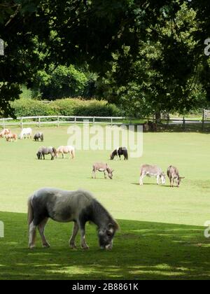 Das Miniatur-Pony-Center, Dartmoor, Devon, Großbritannien Stockfoto