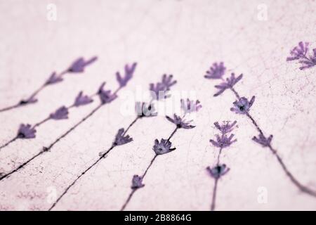 Violett violetter Lavendelblüten auf hellem Keramikhintergrund Stockfoto